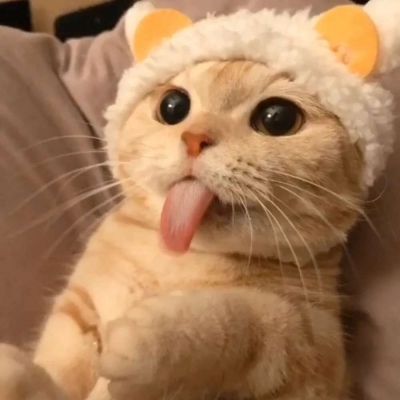 2021超级可爱的萌萌猫咪头像 最冷的日子看到最暖的一束光